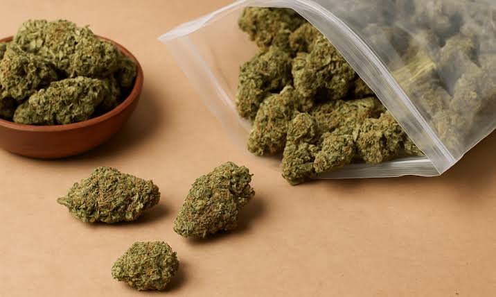 Bulk Cannabis Seeds Wholesale — Direct From Breeder for B2B Professionals